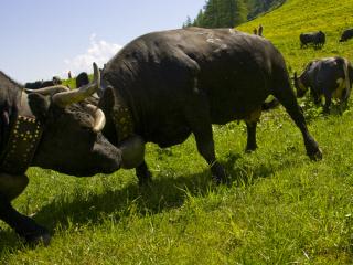 Combat de vaches