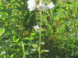 Campanule gantelée