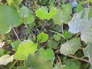 feuilles de tussilage (pas-d'âne ou taconet)