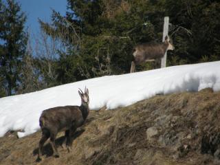 Chamois