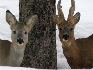 Couple de chevreuils