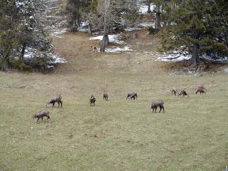 Troupeau de chamois