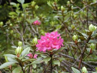 Rhododendron ferrugineux