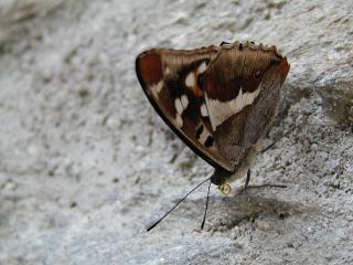 Papillon